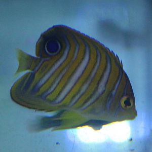 Regal angel - Pygoplites diacanthus