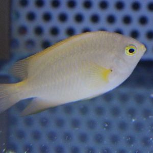 Damselfish ID