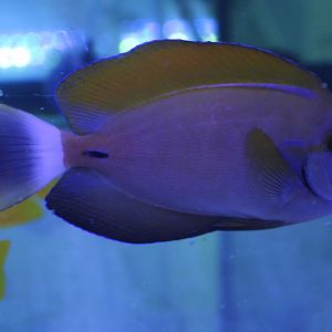 Acanthurus fowleri