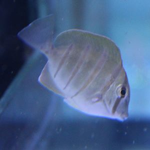 Very young Convict surgeonfish - Acanthurus triostegus