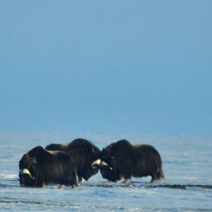 Muskox - Alaska
