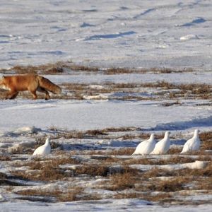 Red Fox and Willow Ptarmigan - Alaska