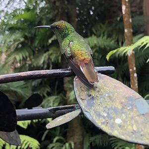 Coppery-headed Emerald Hummingbird - Mar 2019