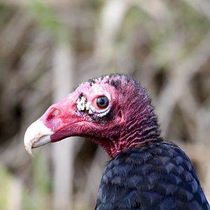 Eastern Turkey Vulture