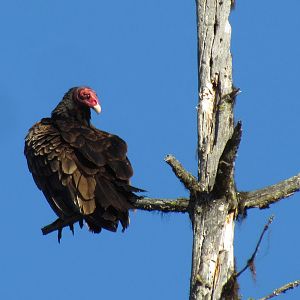 Western Turkey Vulture