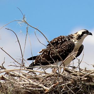 Osprey