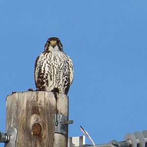 Prairie Falcon