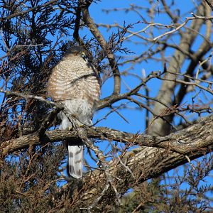 Sharp-shinned Hawk