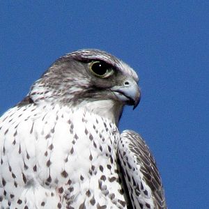 Gyrfalcon