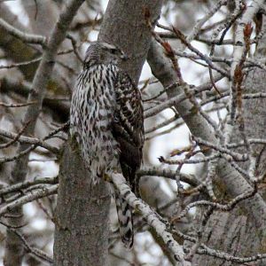 Northern Goshawk (juvenile)