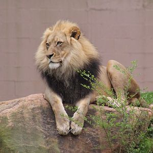 Southern Lion