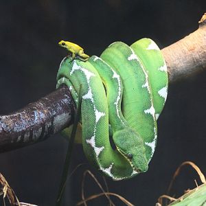 Tree Boa & Poison Dart Frog