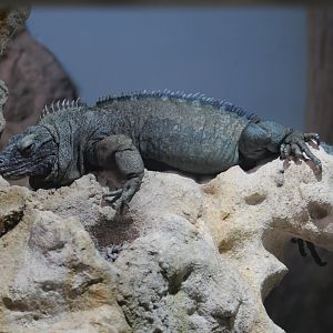 Jamaican Iguana