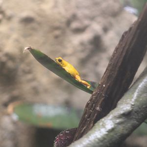 Strawberry Poison Dart Frog