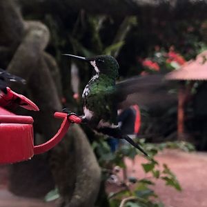 Green Thorntail Hummingbird  - Mar 2019