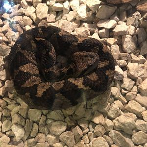 Central American Jumping Pitviper - Mar 2019