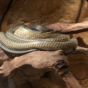 Northern Bird Snake - Mar 2019