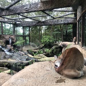 Puma Enclosure - Mar 2019