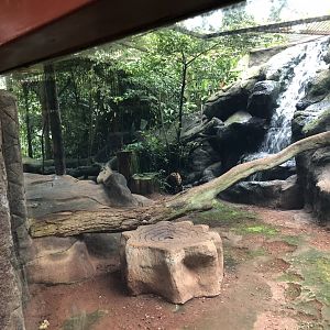 Jaguar Enclosure - Mar 2019