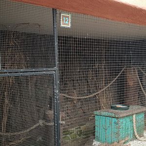 White-cheeked touraco-aviary
