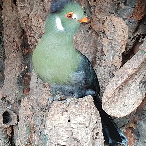 White-cheeked touraco