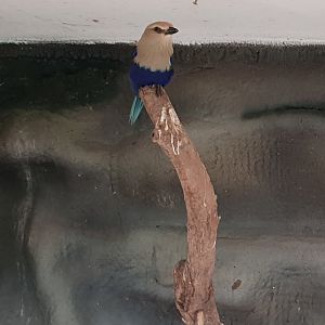 Blue-bellied roller