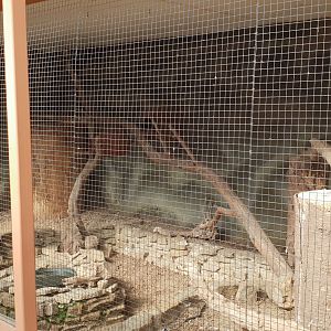 Blue-bellied roller-aviary