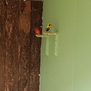 Yellow-crowned bishop and Madagascar fody