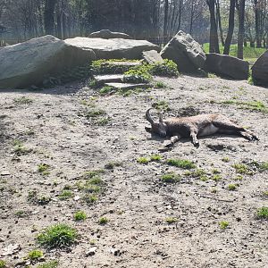 Ibexes ( Siberian and / or Alpine )