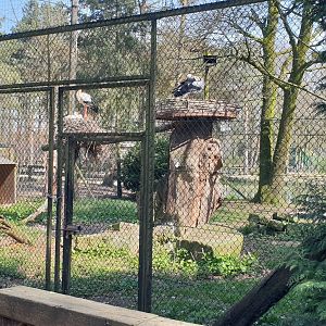 White stork-aviary