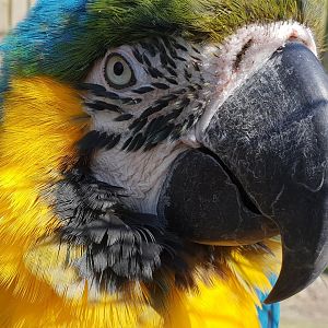 Blue and gold macaw