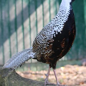 Silver pheasant hybrid