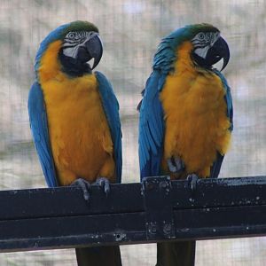 Blue and gold macaws