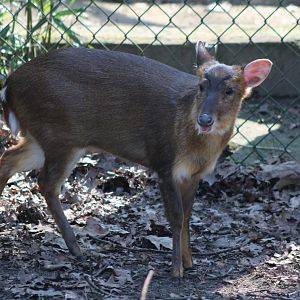 Muntjac