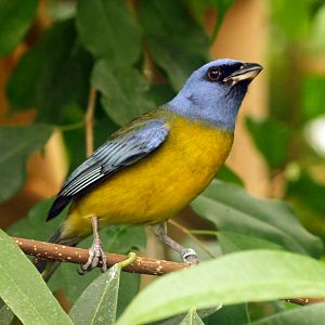 Blue and yellow tanager