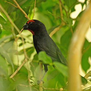 Greater Antillean bullfinch