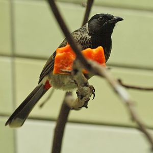 Red-vented bulbul