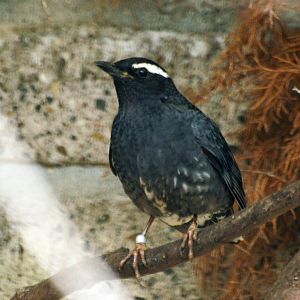 Siberian thrush