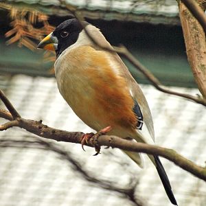 male Black-tailed hawfinch