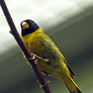 male Antillean siskin