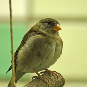 hen Antillean siskin