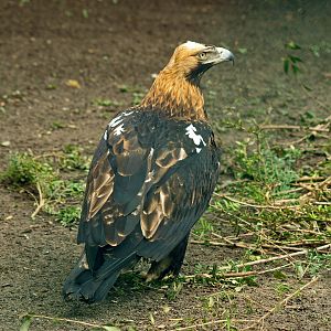 Eastern Imperial eagle