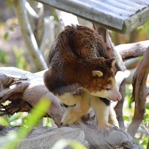 Matschie's Tree Kangaroo