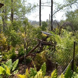 Matschie's Tree Kangaroo Exhibit