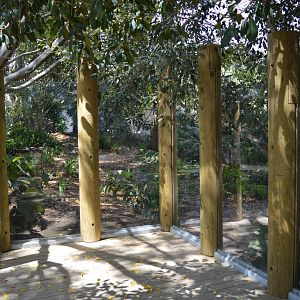 Cassowary Viewing Glass