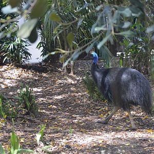 Southern Cassowary