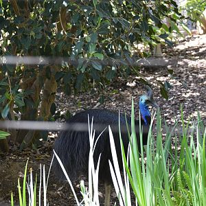 Southern Cassowary