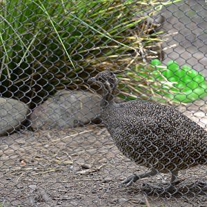 Elegant Crested Tinamou