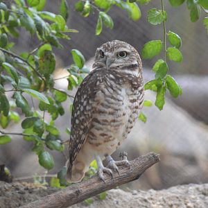 Burrowing Owl