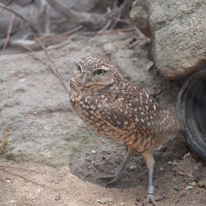 Burrowing Owl living up to its name.